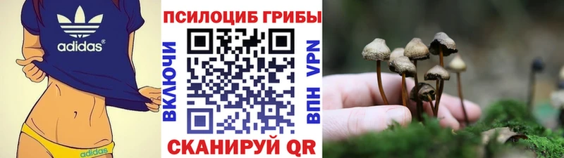 МЕГА ТОР  Щигры  Галлюциногенные грибы Psilocybe 
